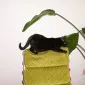 OTA Mom